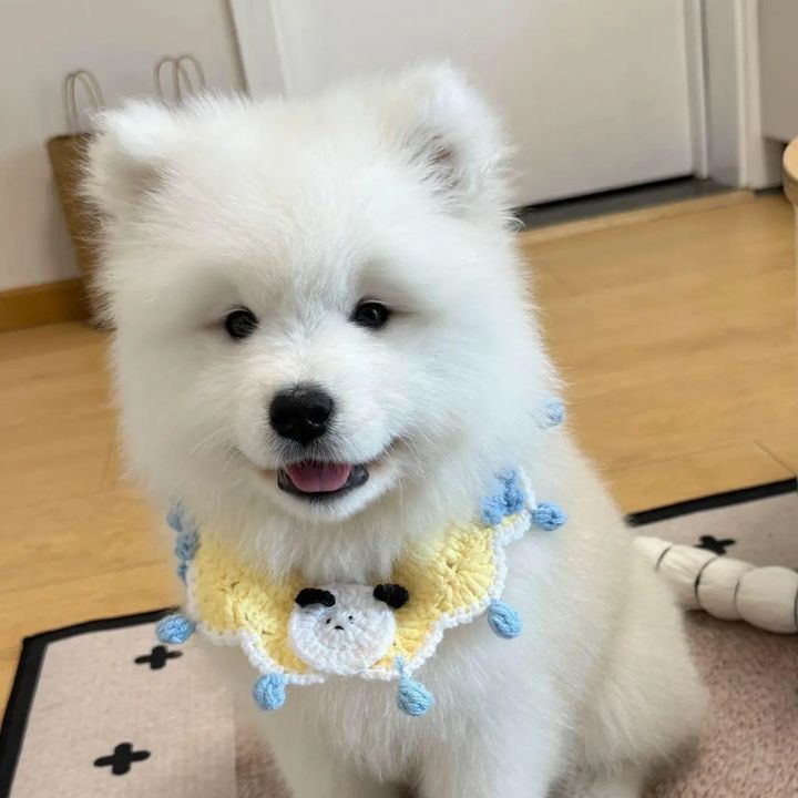 sdfgyuii11