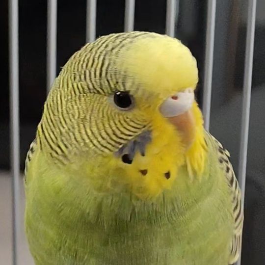 Wrinkle My Parrot Friend