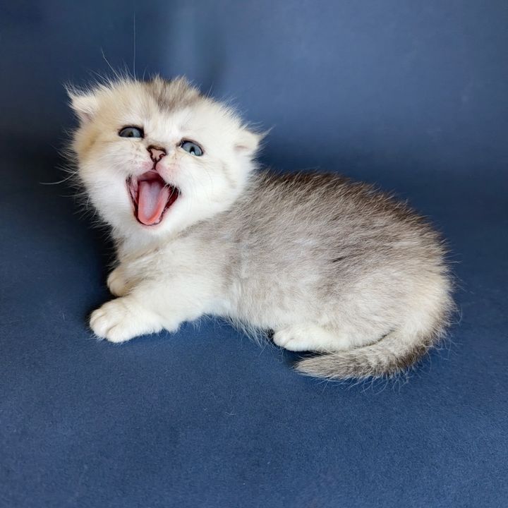 catlover@dream
