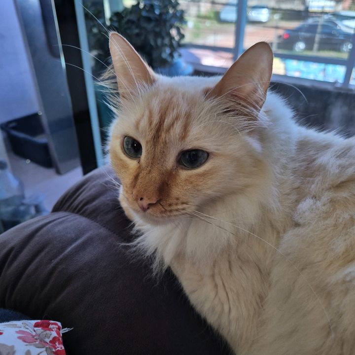 Olaf