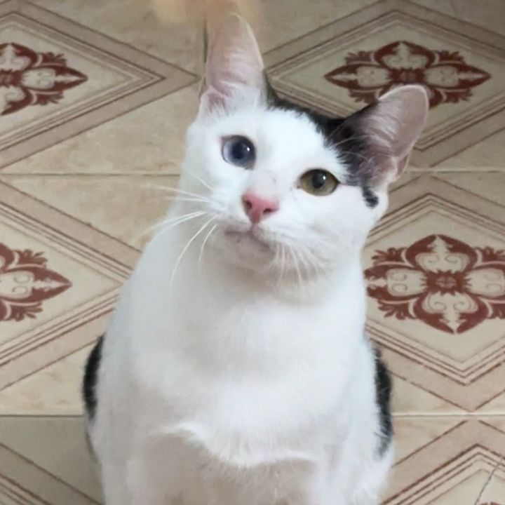 Mèo bán đồ