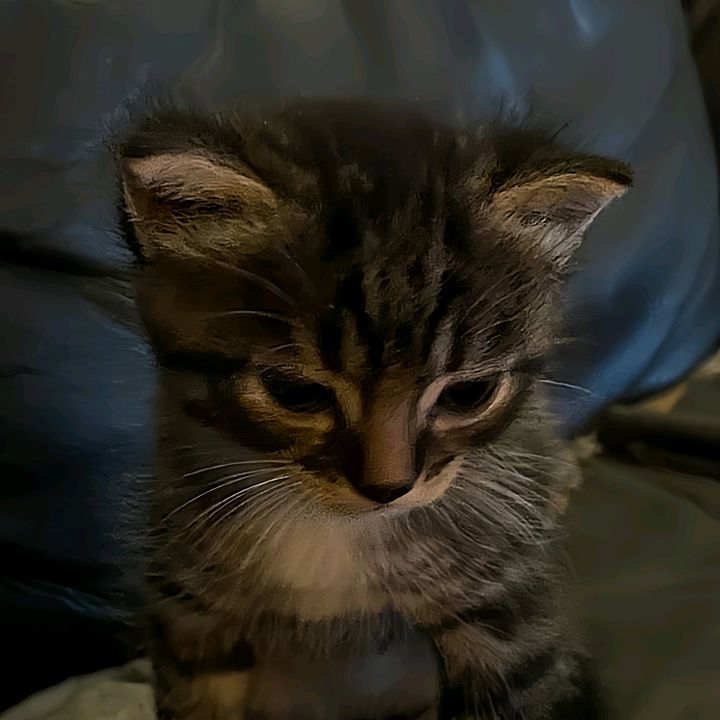 ✦ 𝗥𝗲𝗵𝗮𝗻
