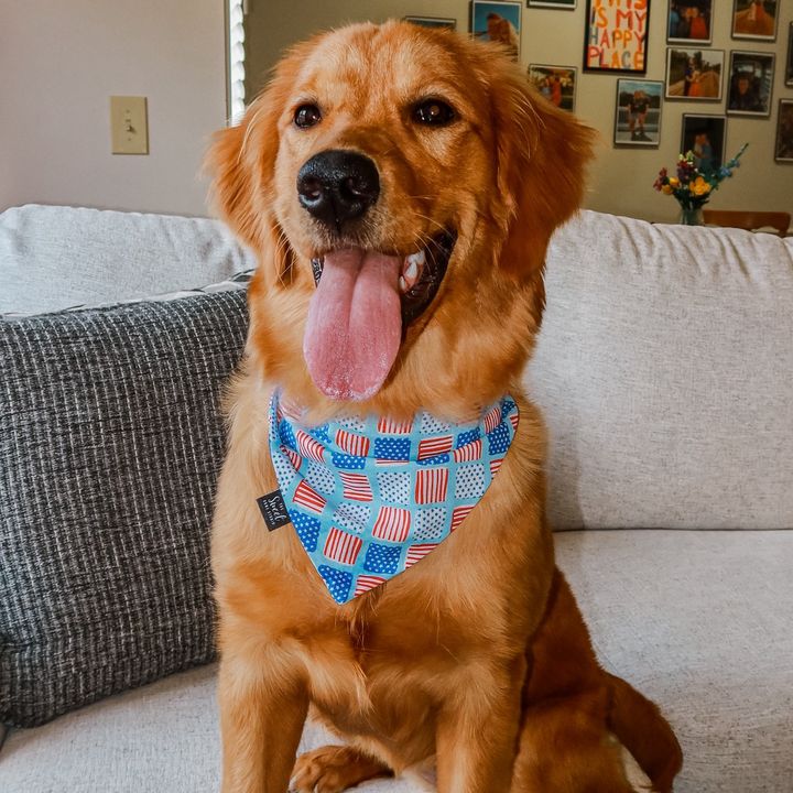 PENNY 🐾