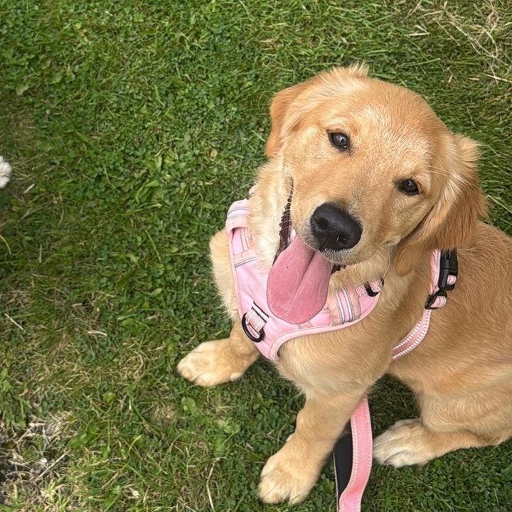 golden girl lucy