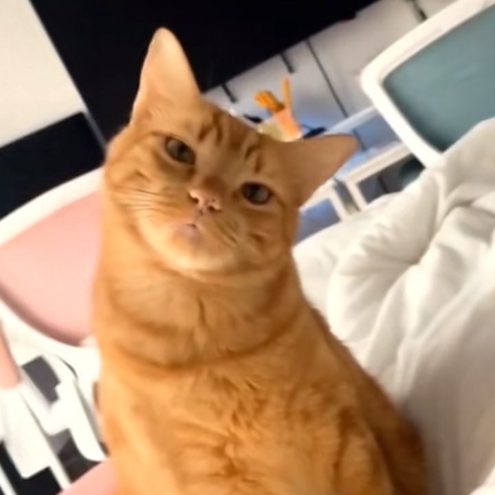 Hazel