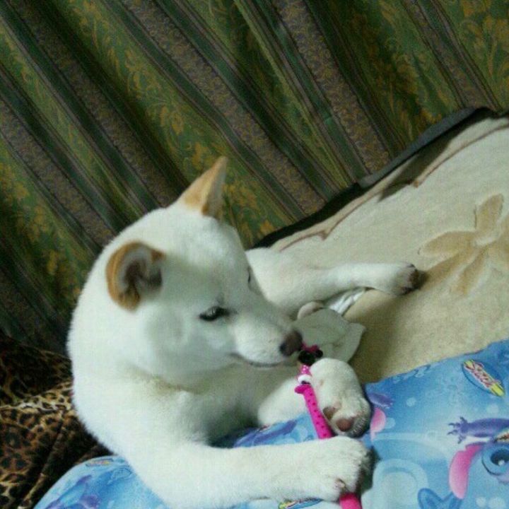 柴犬　華　🐾🐾🐾