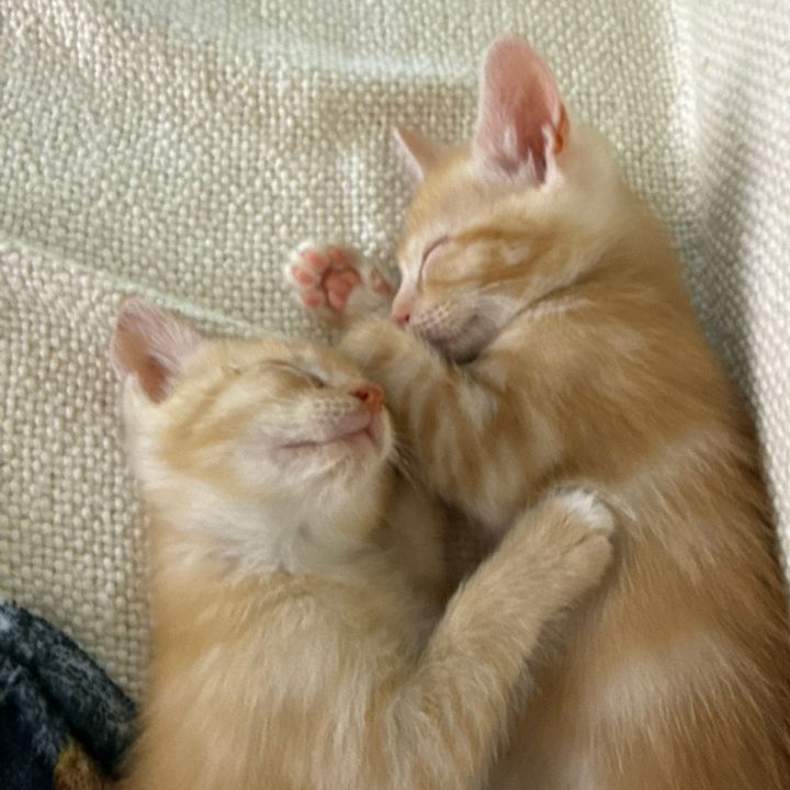 Otis and Simba 🧡