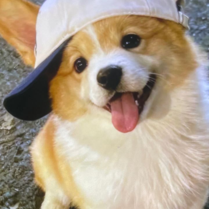 gwynn