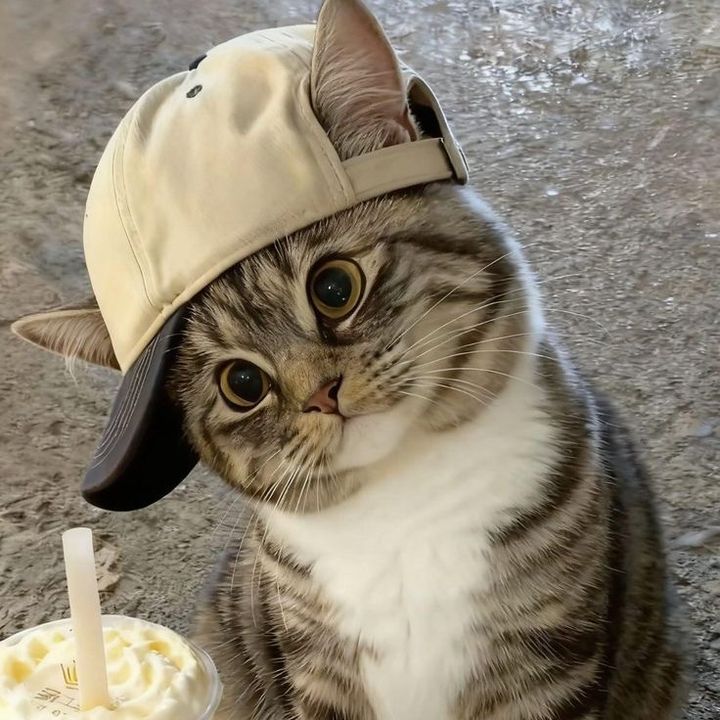Lolii
