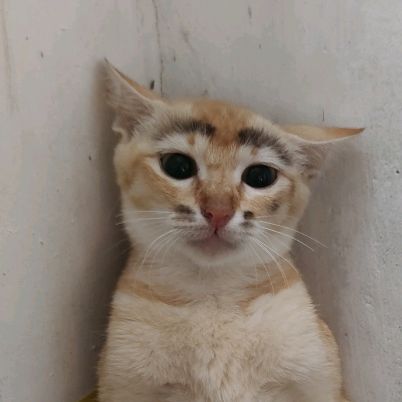 cikipi