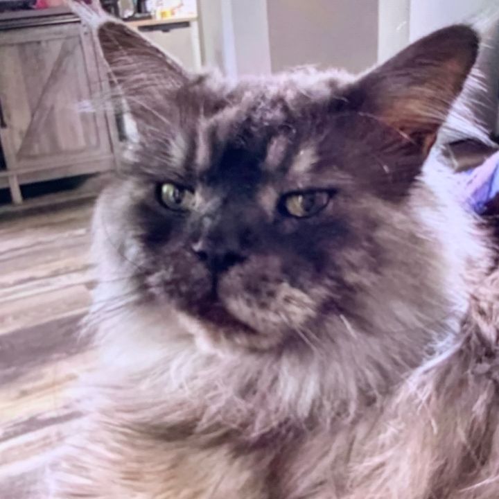 papitvtwhri