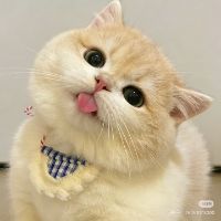 Prestige Paw Atelier1