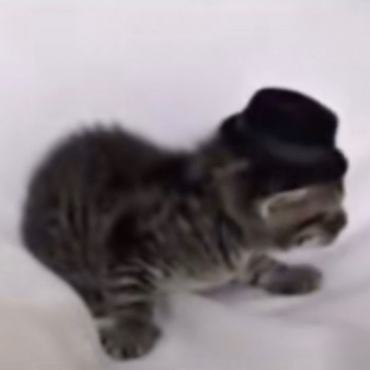 Gatito_elegante:3