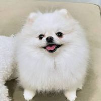 QOLアプデちゃん