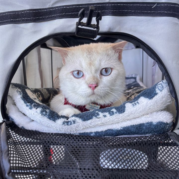 Rakki the Cat