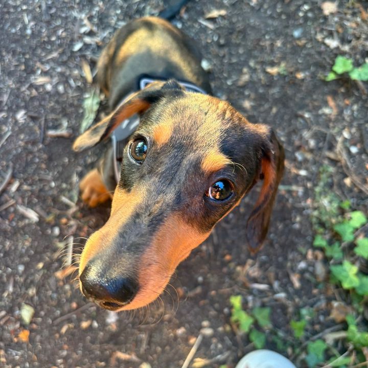 Ralph 🐾🤎