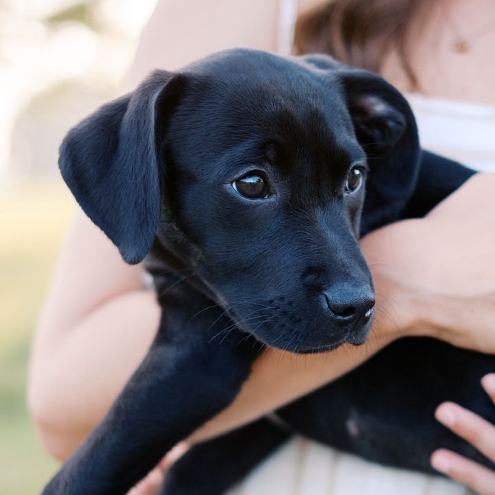 Sadie