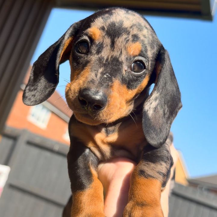 hugotheminidachshund