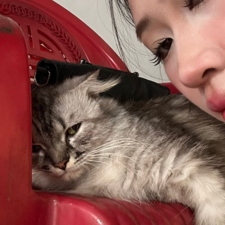Sư tử khóc nhè