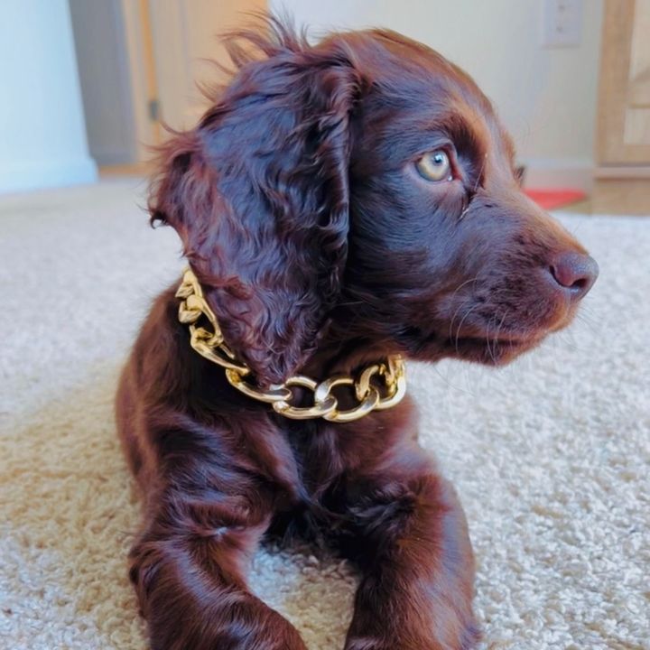 Willow the Boykin