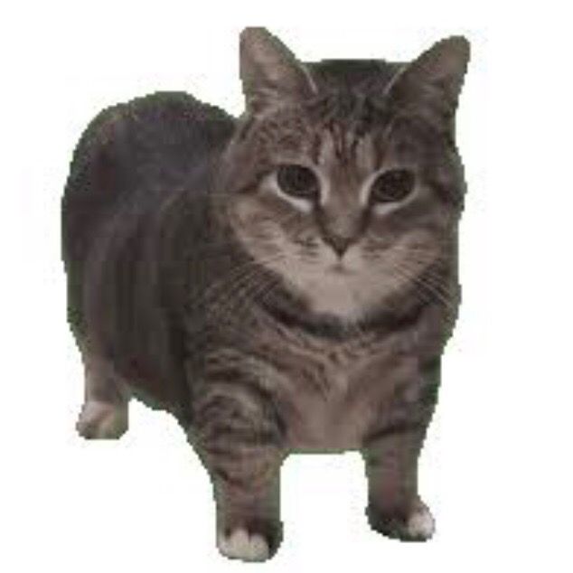 whirlwind cat
