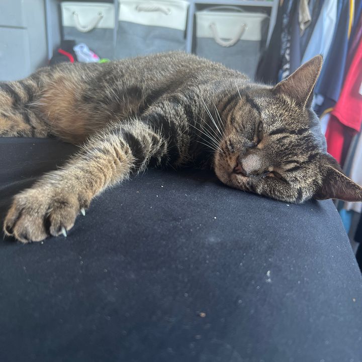 Minnie, the kitty