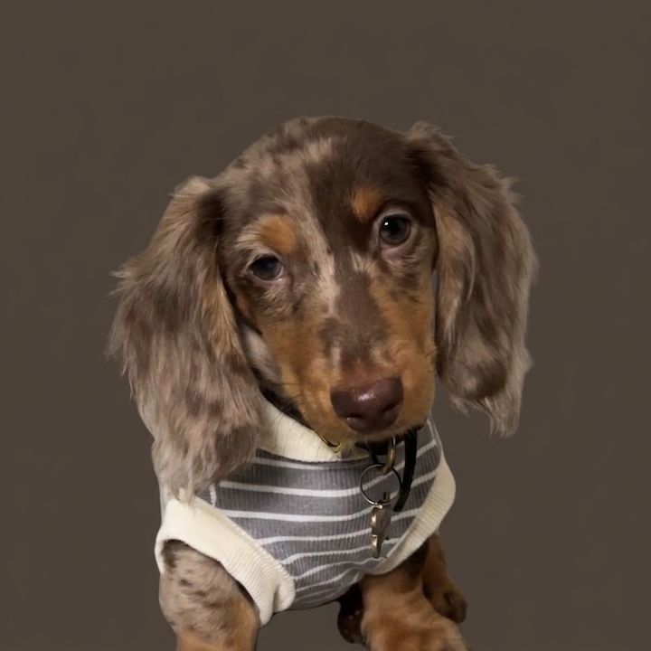 cocopuff
