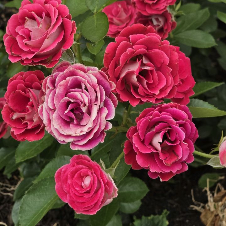 einfach_nur_blumen