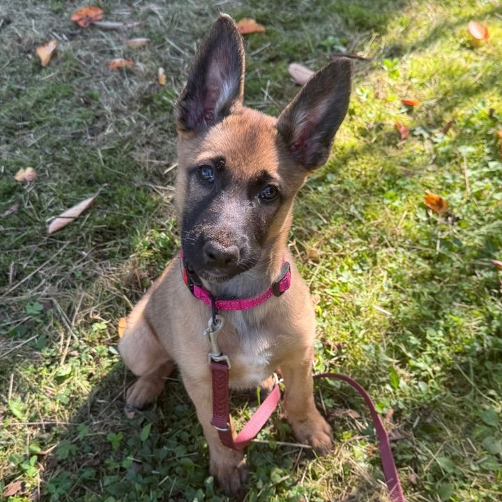 Yuna_k9dog