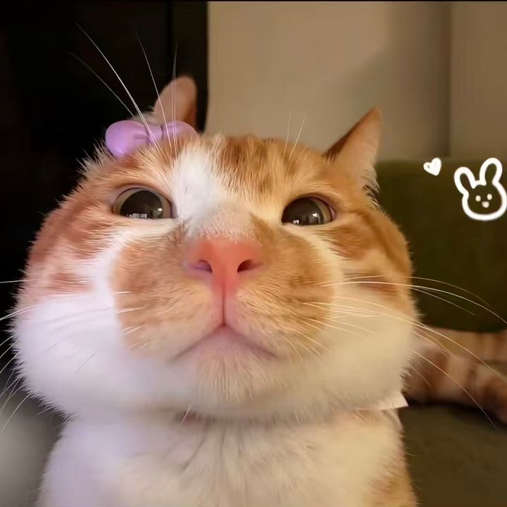 ev.qt