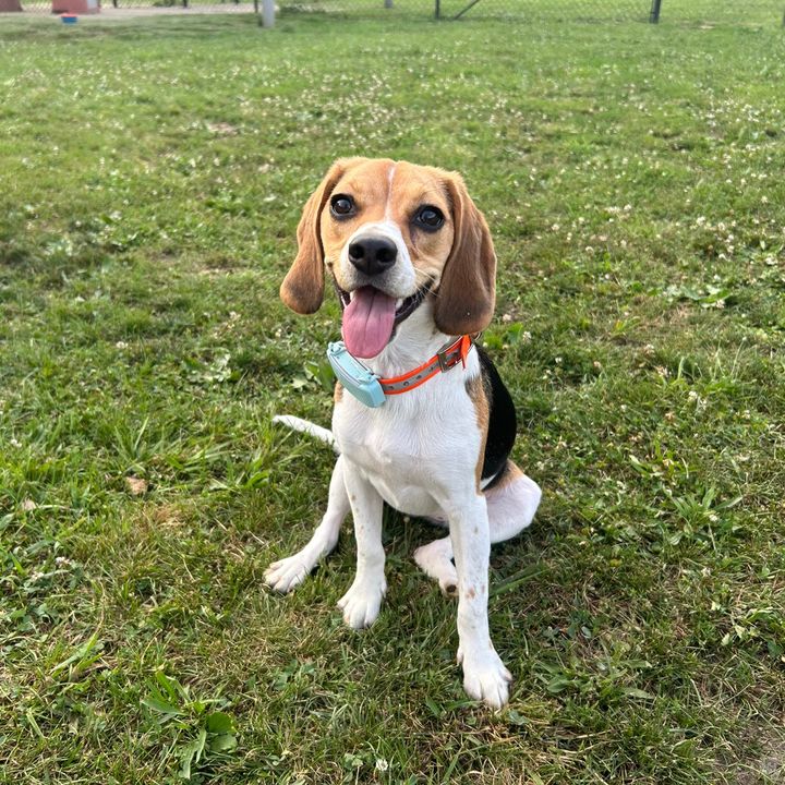 Lucky The Beagle