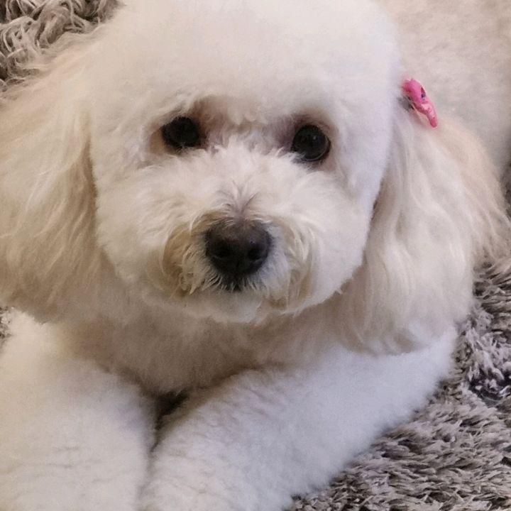 Maya