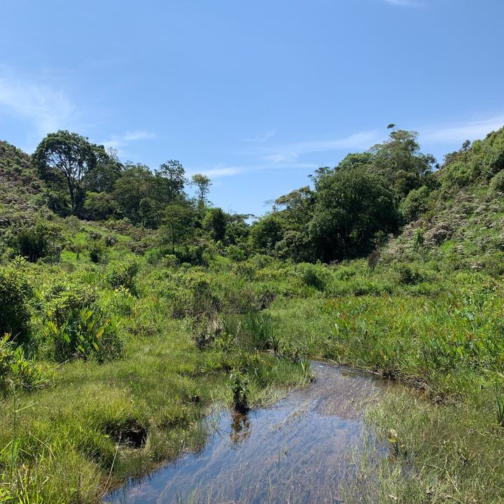 Família Sanefuji