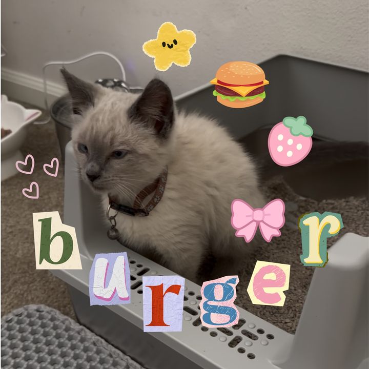 bigburgerkitty