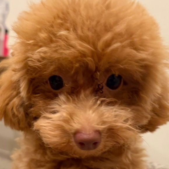 🐶唐揚げオルくん🐶