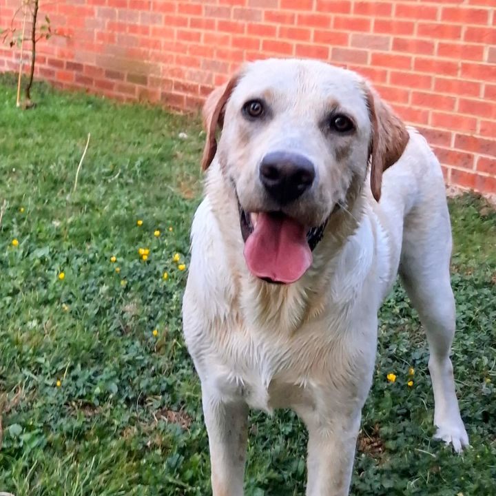 Elvis_the_Lab