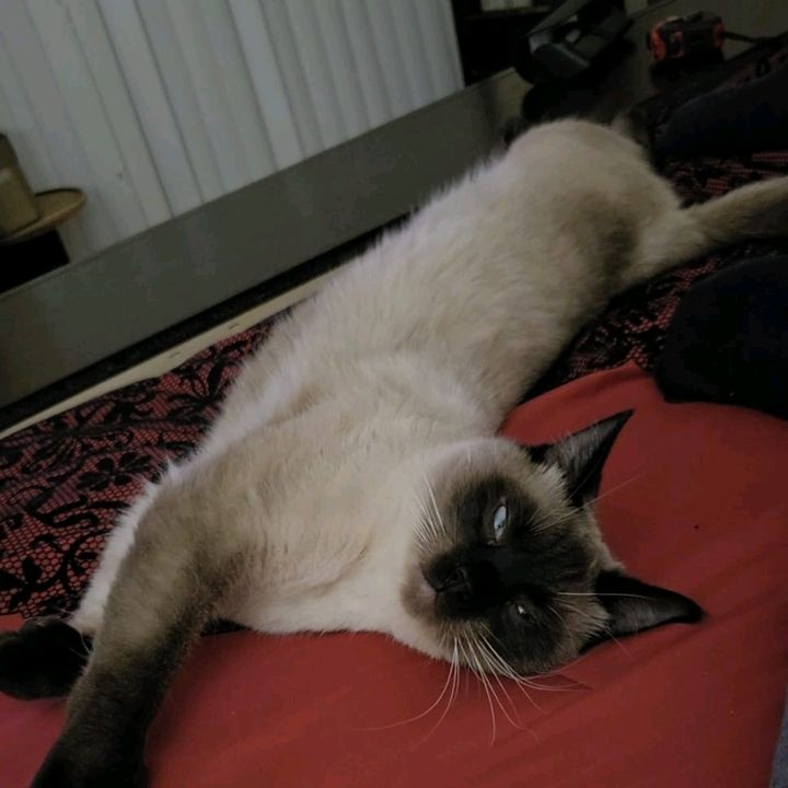 SimbaTheSiamese