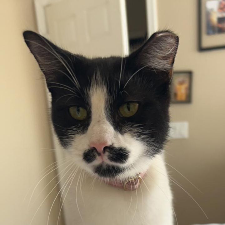 bellapurrkins