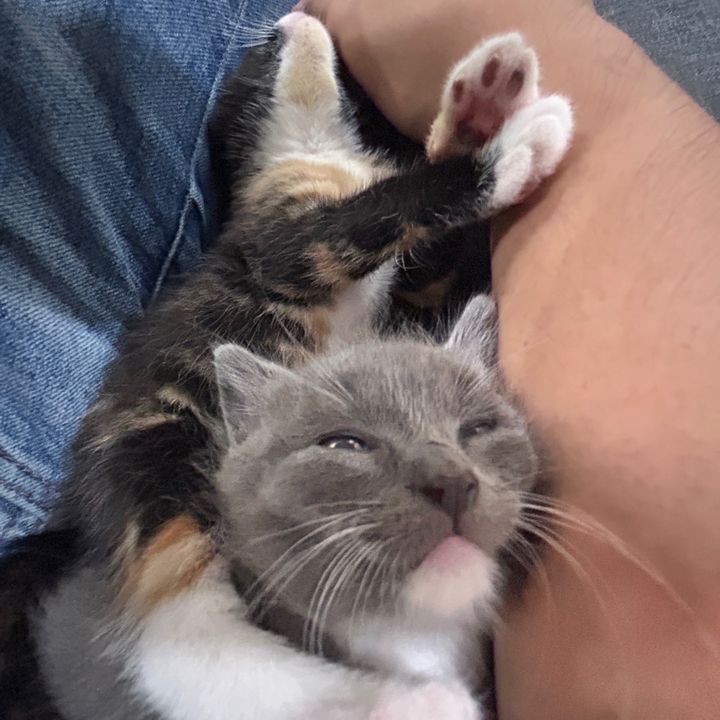 Mochi_And_Tom