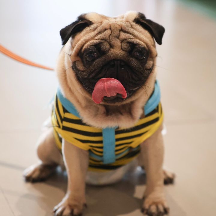 Bruno the Pug