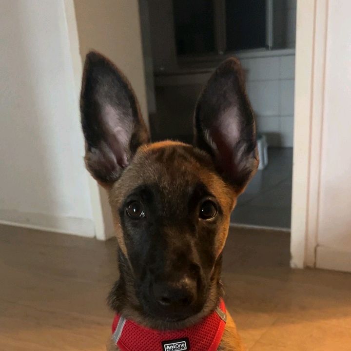 Malinois Tv