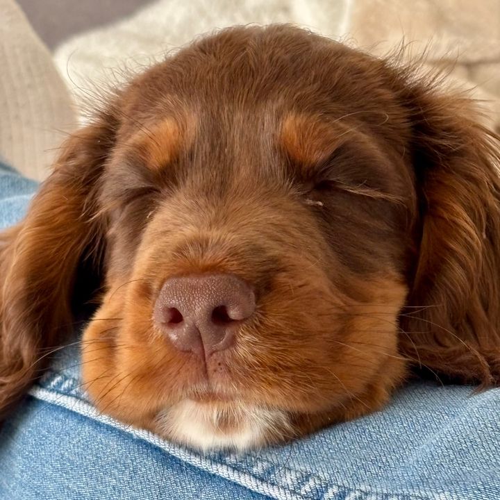 Happy Harry