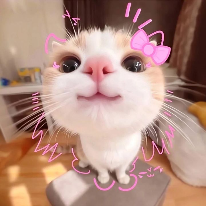 ୨ৎ 𝐁𝐢𝐛𝐢