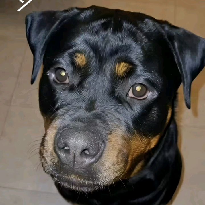Chico_pando77