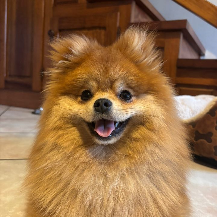 OhmyCookie🍪