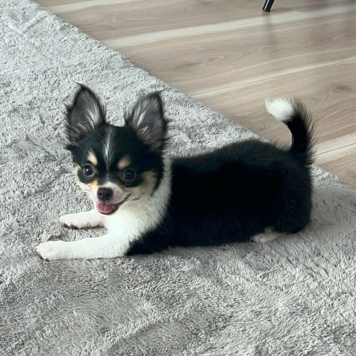 ponpi