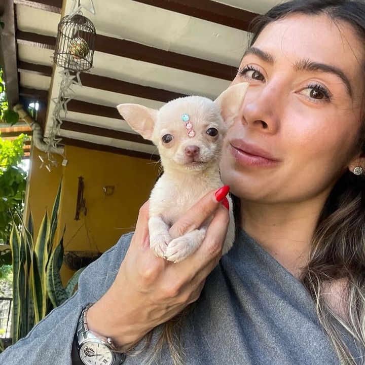 Familia Chihuahua🐶
