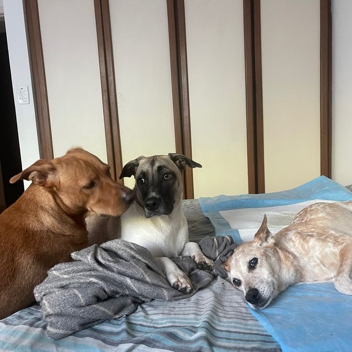 爆笑アニマル🐶🐱🤣