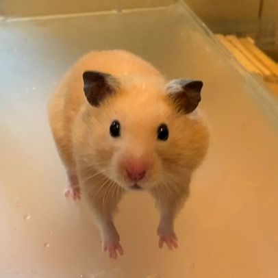 はむおじ🐹