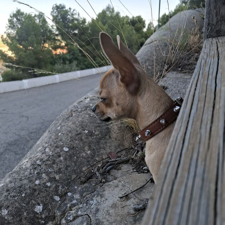 Zeus